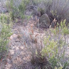 Thamnochortus punctatus