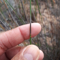 Thamnochortus punctatus