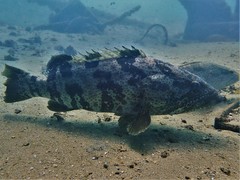 Epinephelus coioides