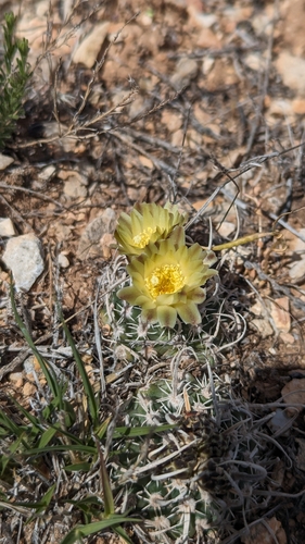 Pediocactus peeblesianus