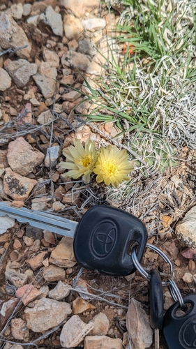 Pediocactus peeblesianus