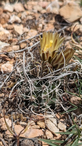 Pediocactus peeblesianus