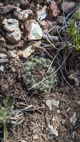 Image of Pediocactus paradinei by (c) Andrew Dudley, some rights reserved (CC BY)