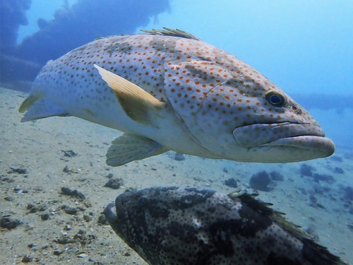 Brown-spotted grouper (Epinephelus coioides) — Serranidae