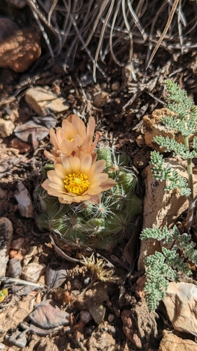 Image of Pediocactus paradinei by (c) Andrew Dudley, some rights reserved (CC BY)