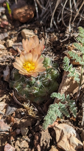 Image of Pediocactus paradinei by (c) Andrew Dudley, some rights reserved (CC BY)