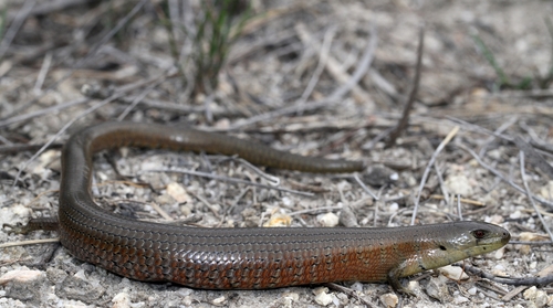 Mainland Sheoak Skink