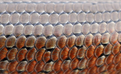 Coastal She-Oak Slender Bluetongue photo 4