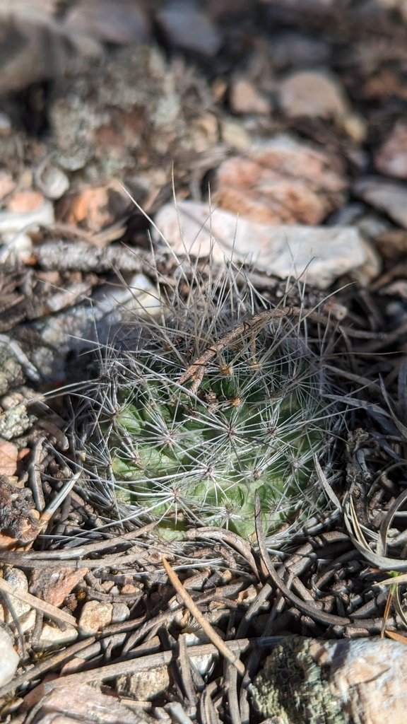 Pediocactus paradinei, Coconino County, US-AZ, US