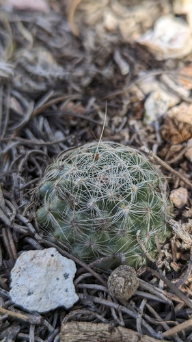 Image of Pediocactus paradinei by (c) Andrew Dudley, some rights reserved (CC BY)