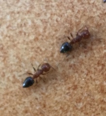 Crematogaster schmidti