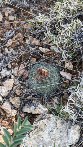 Image of Pediocactus paradinei by (c) Andrew Dudley, some rights reserved (CC BY)