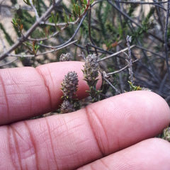 Phylica thunbergiana