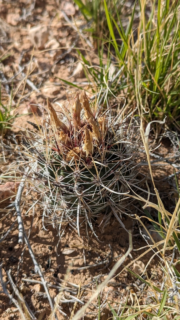 Sclerocactus sileri, Coconino County, US-AZ, US