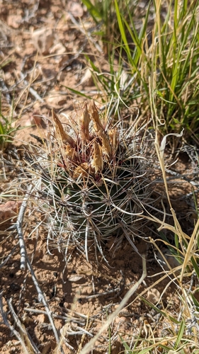 Sclerocactus sileri