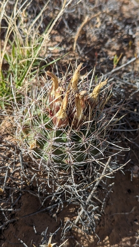 Sclerocactus sileri