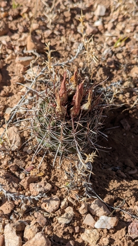 Sclerocactus sileri