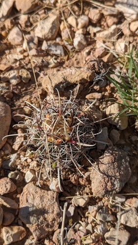 Sclerocactus sileri