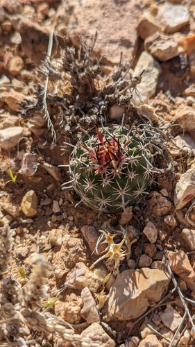 Sclerocactus sileri
