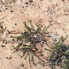 Phylica thunbergiana