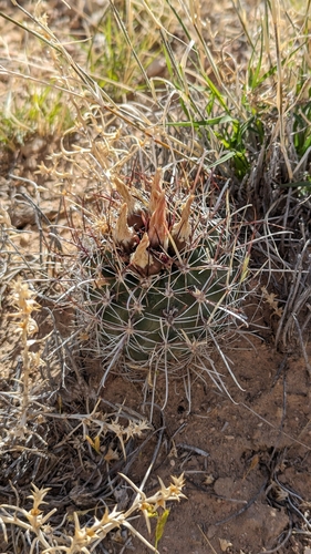 Sclerocactus sileri