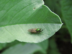 Chloromyia