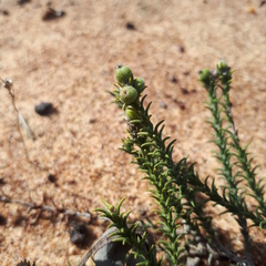 Phylica thunbergiana