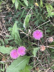 Mimosa microphylla