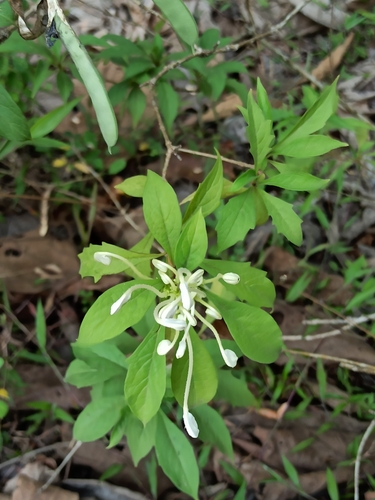 Rotheca microphylla, photograph 6