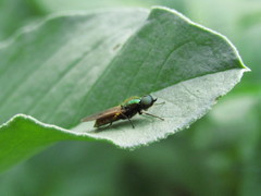 Chloromyia