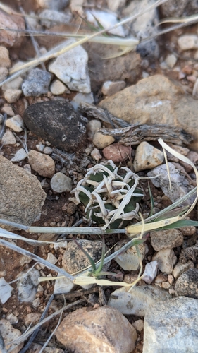 Pediocactus peeblesianus