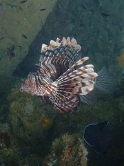 Pterois russelii