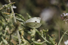 Pieris rapae rapae