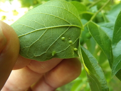 Celticecis capsularis