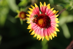 Apis mellifera