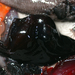 約氏黑犀魚 - Photo 
Personnel of NOAA Ship DELAWARE II，沒有已知版權限制（公共領域）