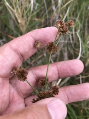 Juncus marginatus