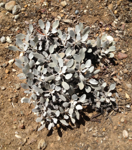 Eriogonum giganteum var. giganteum