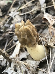 Morchellaceae