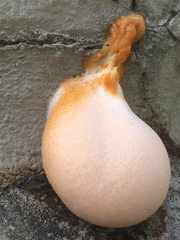 Fungi