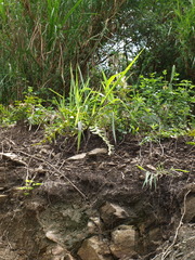 Selenicereus anthonyanus