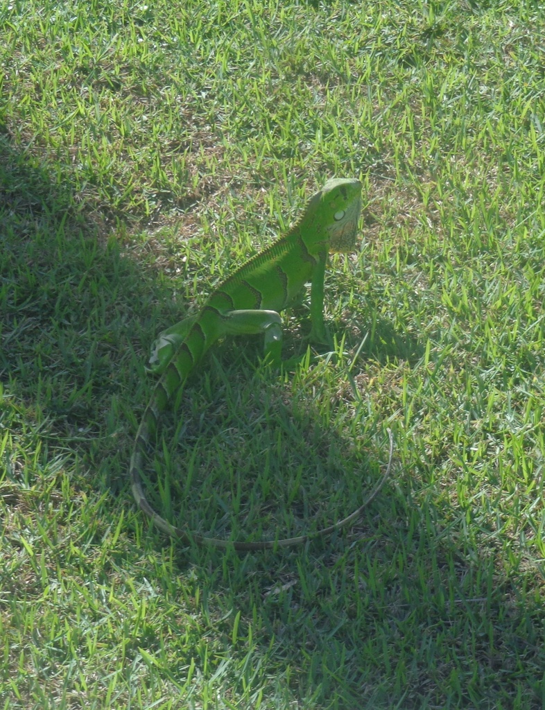 Green Iguana from Mata de São João - BA, Brasil on February 13, 2024 at ...