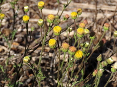 Nidorella pinnatifida