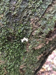 Nosphistica bisinuata