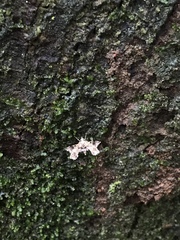 Nosphistica bisinuata