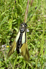 Libelloides coccajus