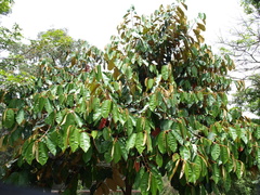 Chrysophyllum