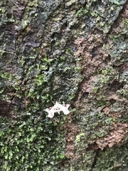 Nosphistica bisinuata