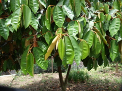 Chrysophyllum