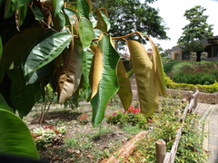 Chrysophyllum
